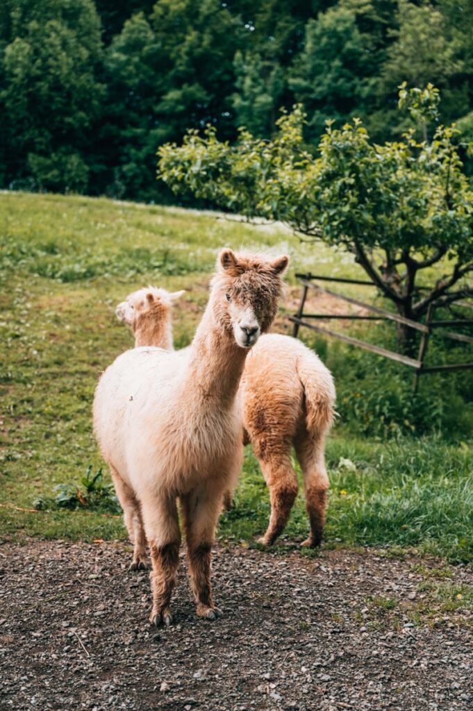 Südsteiermark Alpakas