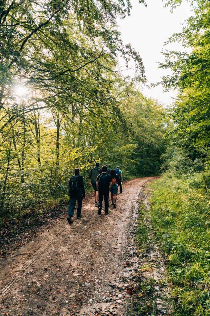 Brasov Bären beobachten