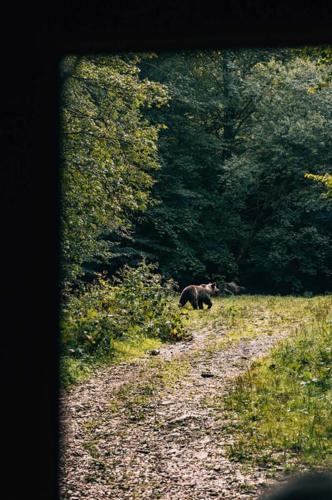 Brasov Bärenbeobachtung