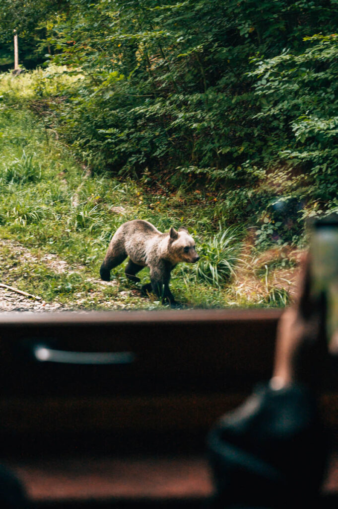 Rumänien Bärenbeobachtung