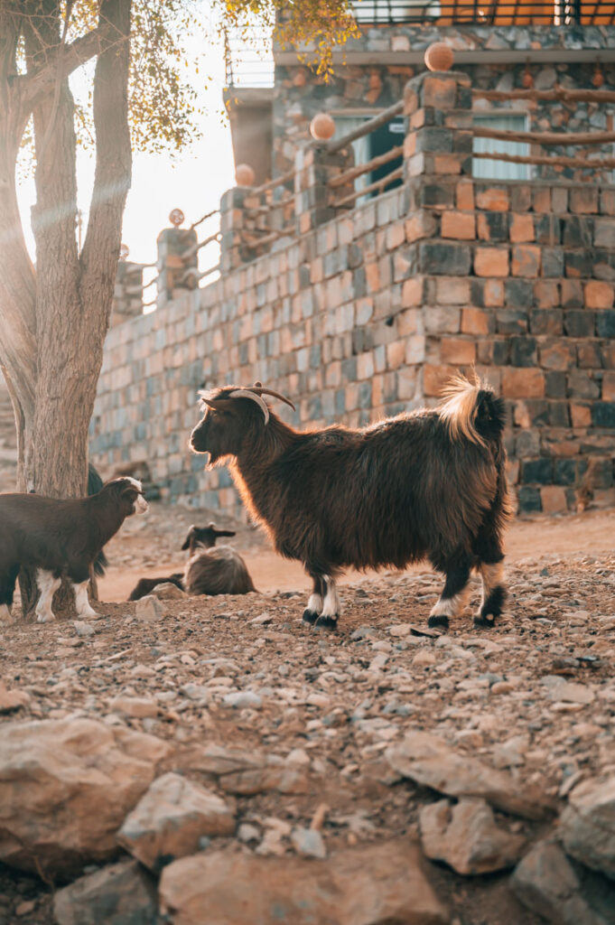 Jebel Shams Oman Reiseblog