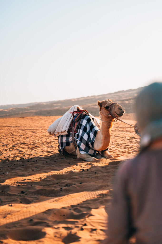 Oman Wüste Kamelreiten
