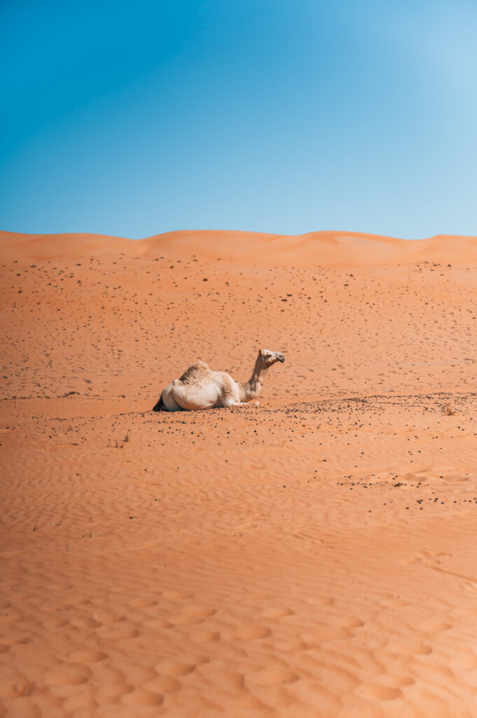 Wahiba Sands Oman Kamele