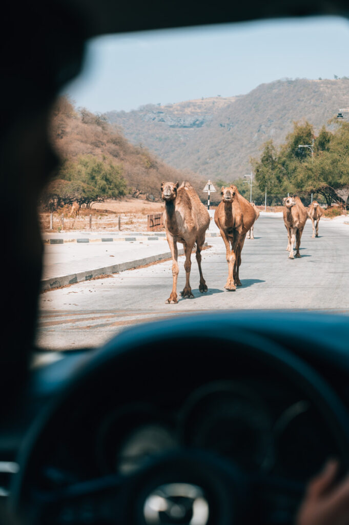 Salalah Kamele Straße