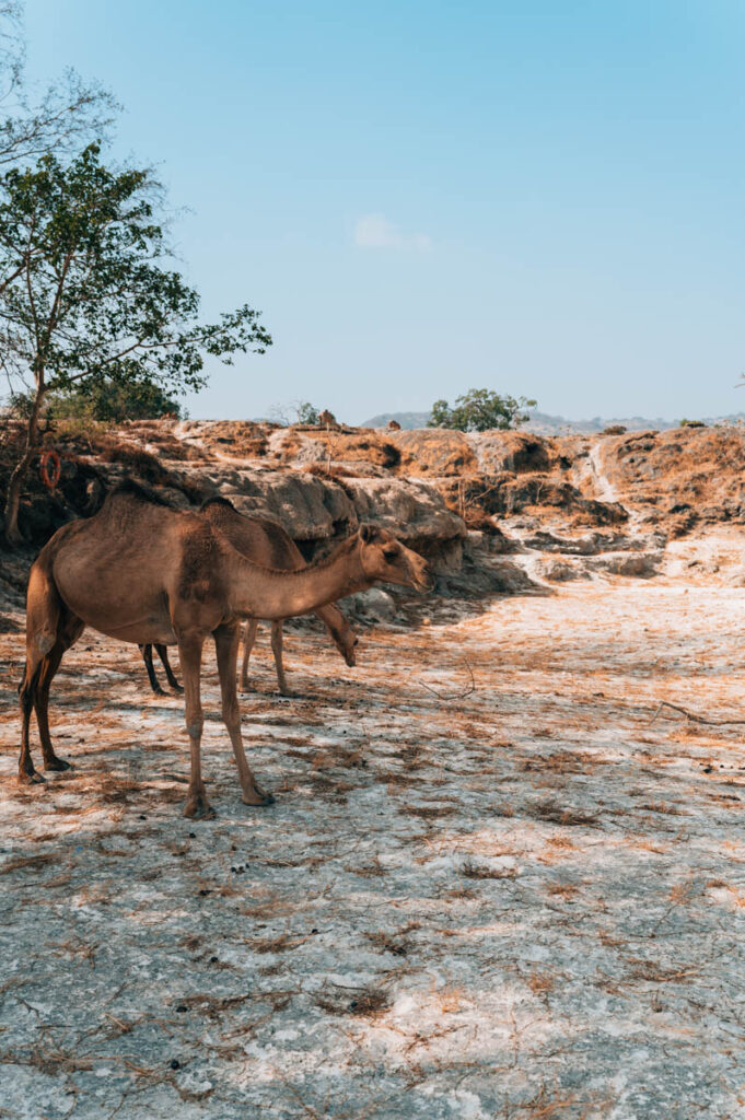 Wadi Darbat Kamele