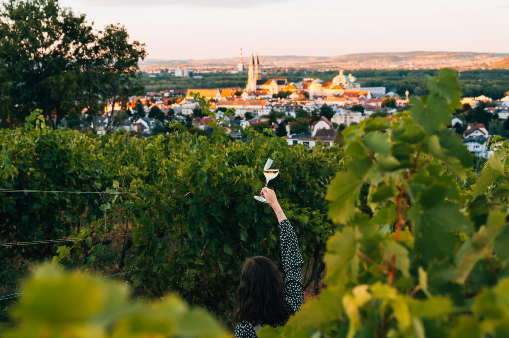 Klosterneuburger Weinhügel